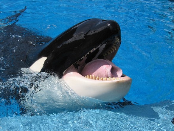 tilikum