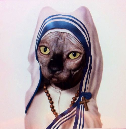mother-theresa-cat