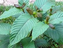kratom