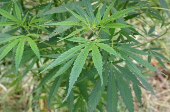 cannabis_sativa00