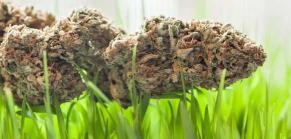 HR_4779_Legislative_protection-702x336